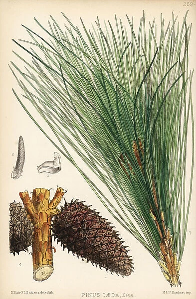 Loblolly pine, Pinus taeda