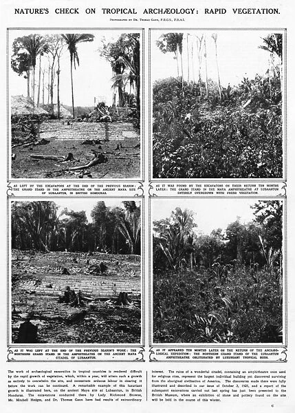 Lubaantun archaeology - rapid tropical growth
