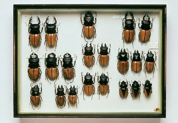 Lucans cervus, stag beetles