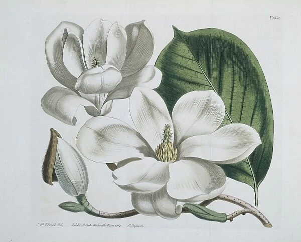 Magnolia conspicua, lily-flowered magnolia