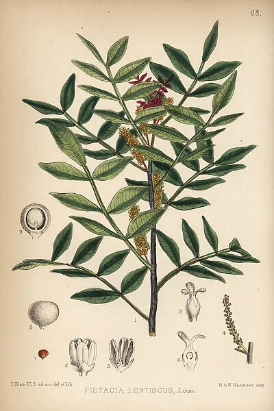 Mastic tree or lentisk, Pistacia lentiscus