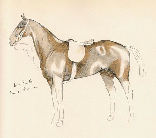 Miss Painter, horse belonging to Frank Freeman