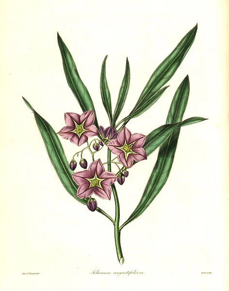 Narrow-leaved solanum, Solanum angustifolium