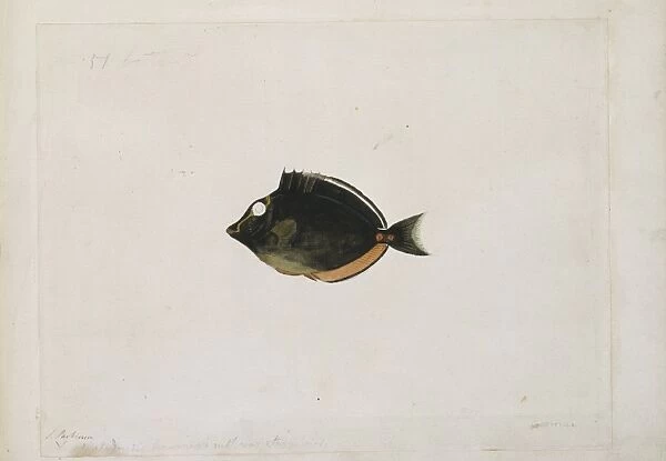 Naso lituratus, orangespine unicornfish
