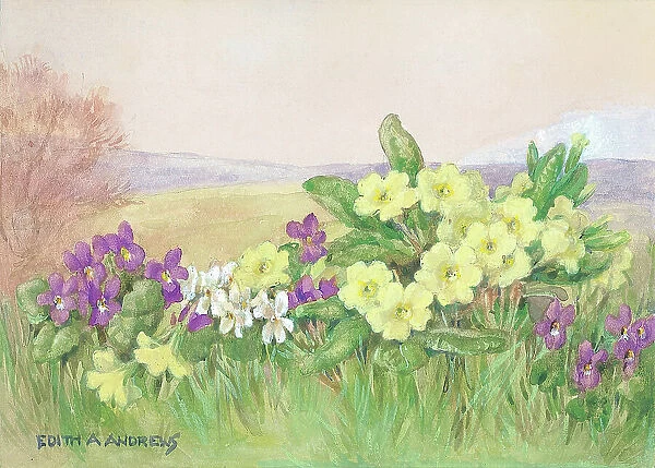 Primroses and Violets - Gardens