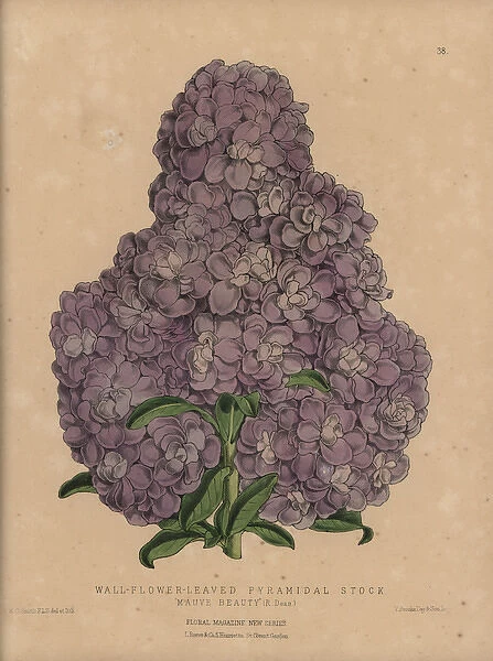 Purple stock, Wall-flower-leaved pyramidal
