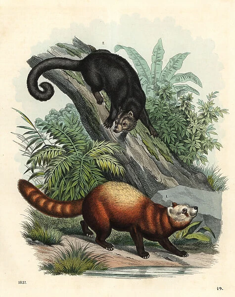 Red panda and palawan bearcat