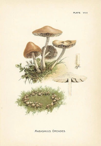 Scotch bonnet or fairy ring mushroom, Marasmius oreades