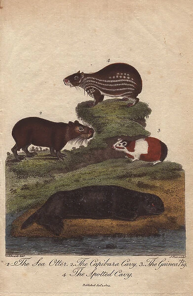 Sea otter, capybara (capibara) cavy, guinea