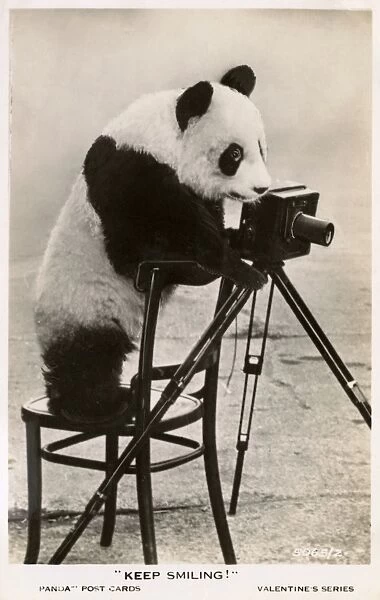 Keep Smiling! Young Giant Panda taking a photograph