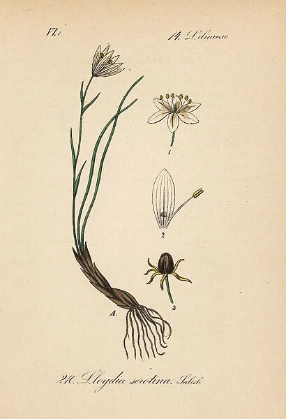 Snowdon lily, Gagea serotina