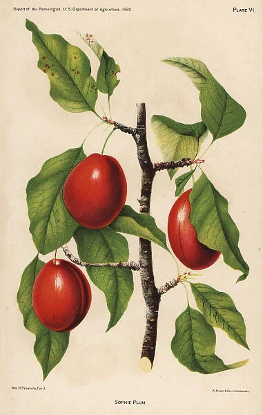 Sophie plum, Prunus domestica