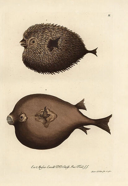 Spot-fin porcupinefish, Diodon hystrix