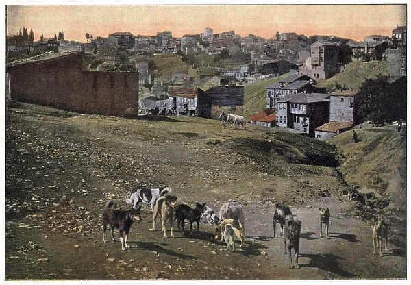 Stray dogs of Istanbul, Turkey. Date: 1890s