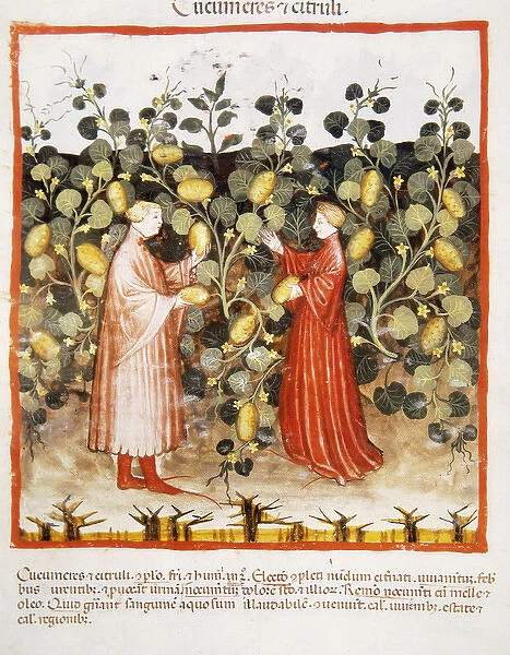 Tacuinum Sanitatis. Late 14th century. Farmers harvesting cu