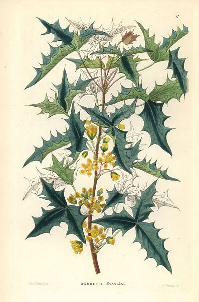 Three-leaved berberry, Berberis trifoliata