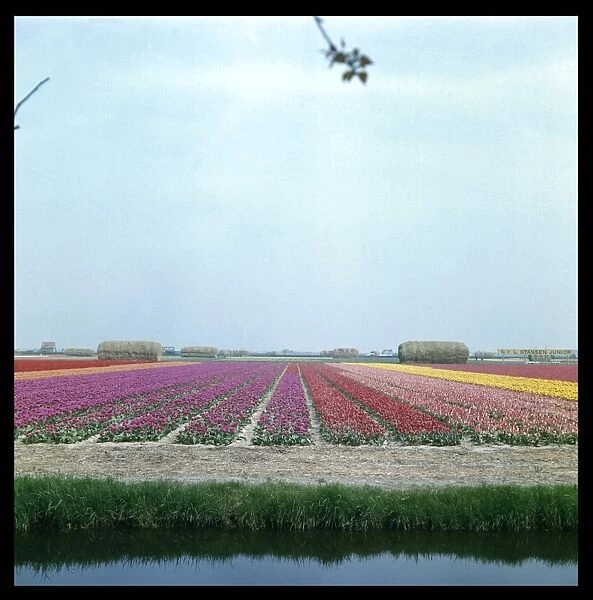 Tulip Fields 1960S