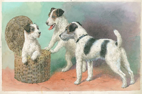 Wire-haired Terriers