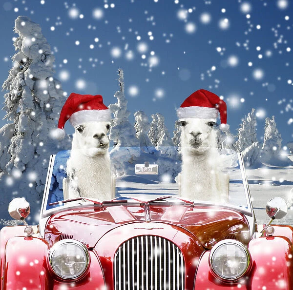 13131720. Llamas, driving red car in snow wearing Christmas hats Date