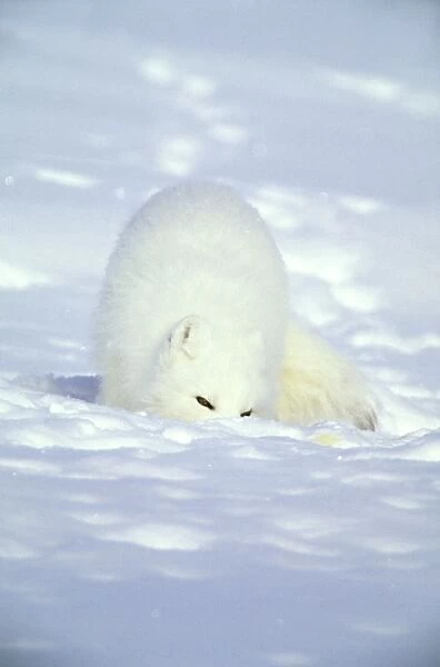 Arctic Fox searches for food, sniffing lemmings and other food under deep snow and then digging it out, on Kara sea shore. Typical in tundra of Taimyr peninsula, North of Siberia, Russian Arctic, winter. Di33. 1032