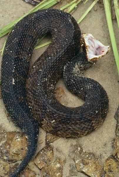 Cottonmouth  /  Water Moccasin Snake - Feigning death