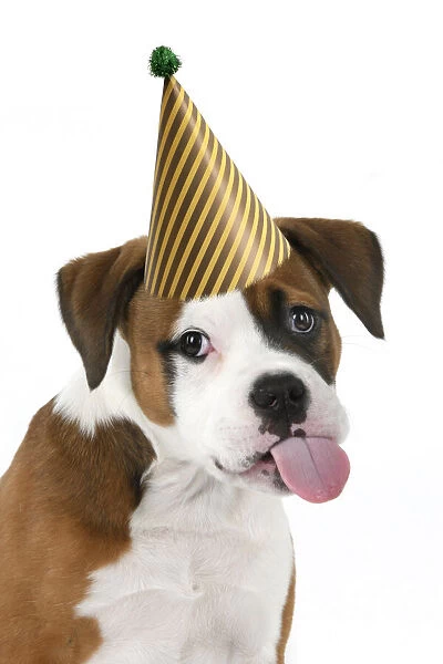 DOG. Bulldog X breed, 16 weeks old puppy, head & shoulders, tougue out wearing a party hat