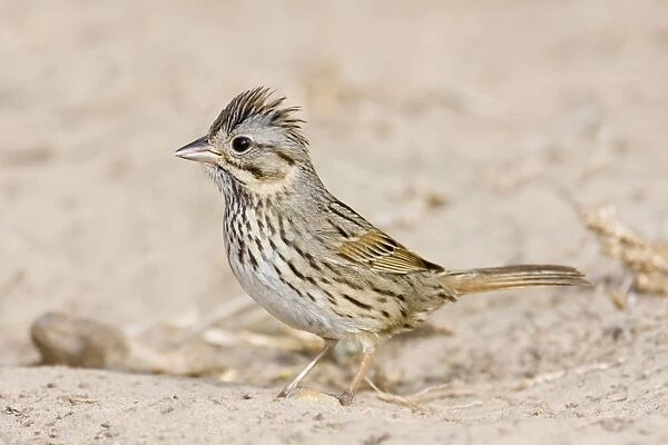 Lincoln's Sparrow South Texas in March