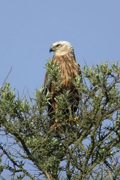 Marsh Harrier - male perched on bush, Texel, Holland