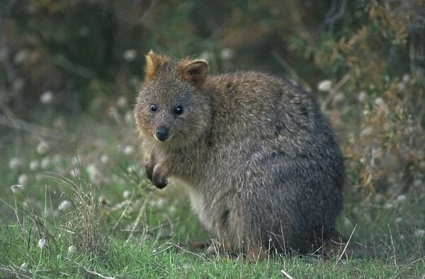 Quokka - Western Australia - Marsupial - Endangered species - Kangaroo Family - Limited to a small area in Western Australia including Rottnest Island - Prefers densely vegetated moist conditions but also survives in large numbers in the harsh