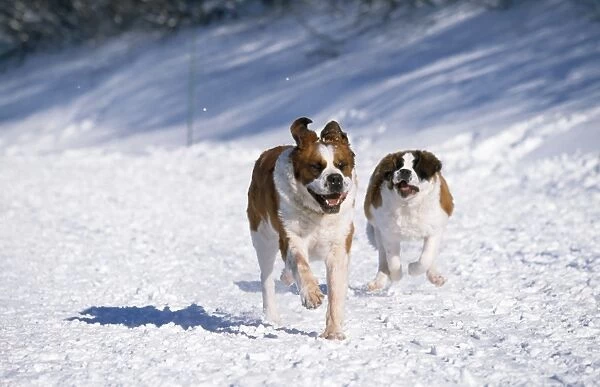 Saint Bernard Dog - running in snow