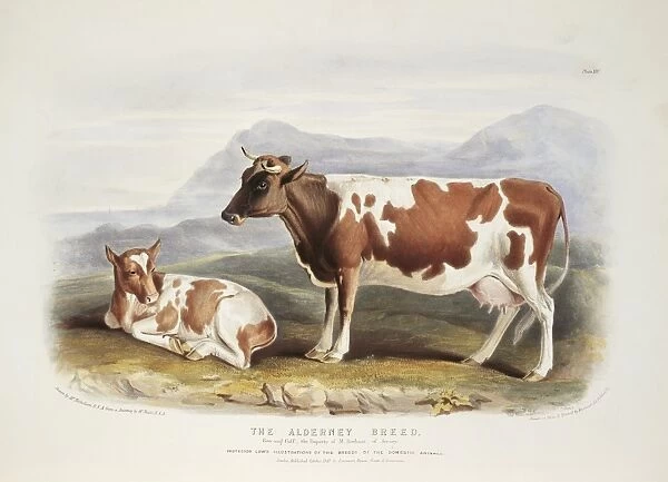 Alderney Cattle, 19th century C013  /  6223