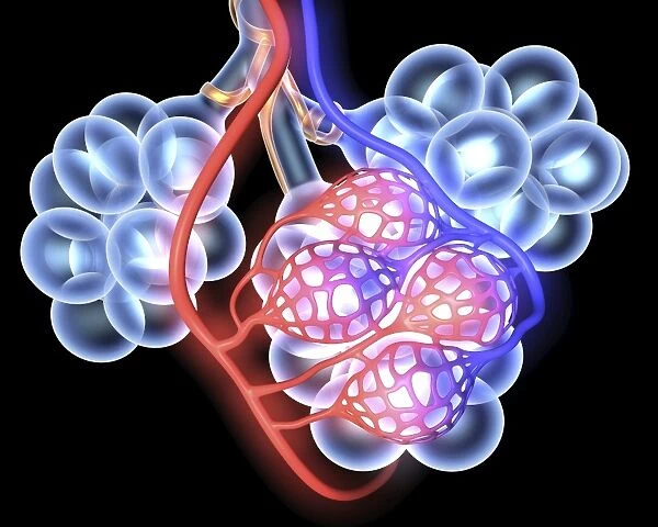 Alveoli. 3d medical illustration showing the alveoli and blood vessels in the human lung