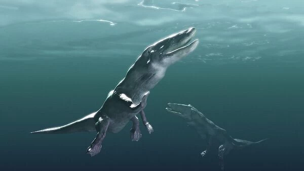 Ambulocetus, whale precursor, artwork
