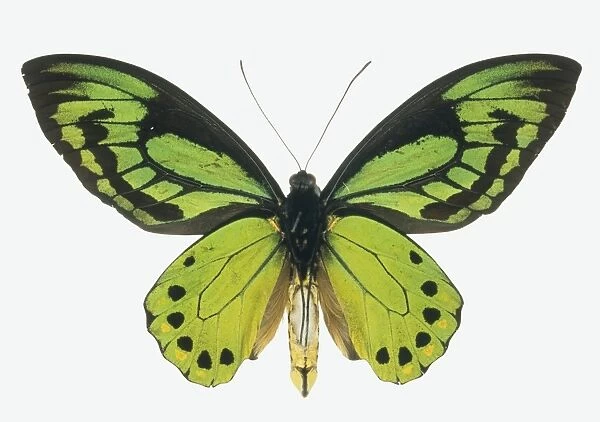 Birdwing butterfly C016  /  5881