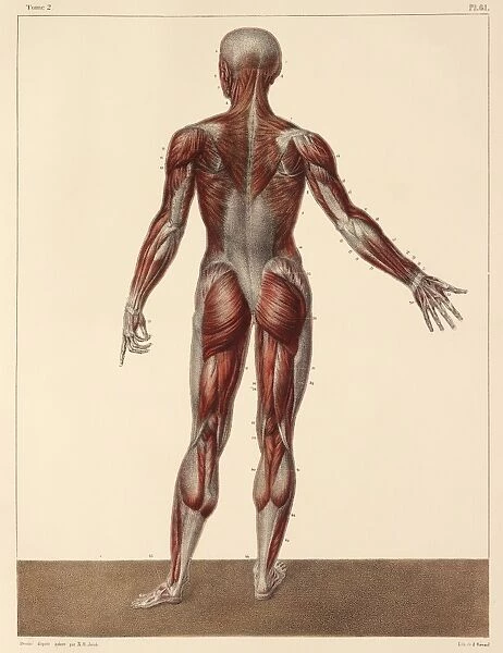 Whole body musculature, 1831 artwork