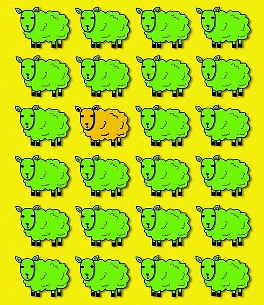 Cloned sheep