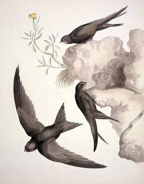 Common swift, 19th century C013  /  6339