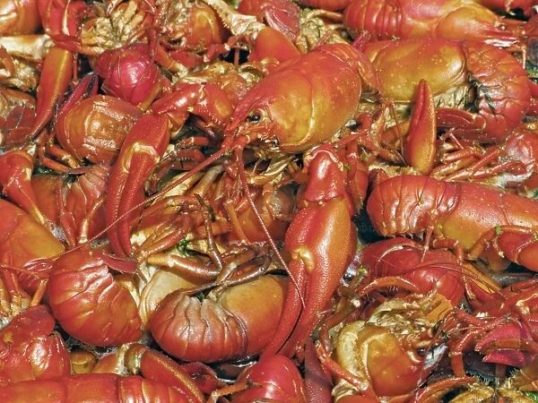Cooked crayfish