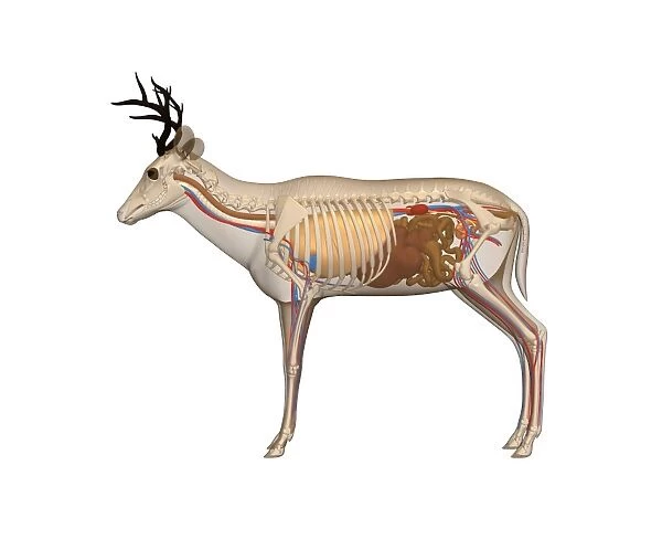 Deer anatomy, artwork