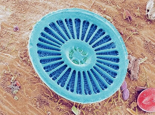 Diatom alga, SEM