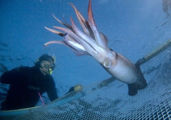 Diver catching a Humboldt squid
