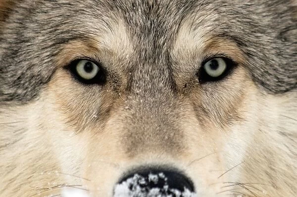 Gray wolf face