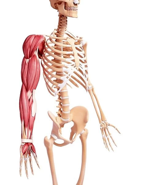 Human arm musculature, artwork F007  /  5543