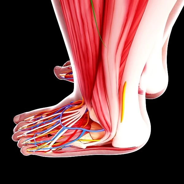 Human foot anatomy, artwork F007  /  1664