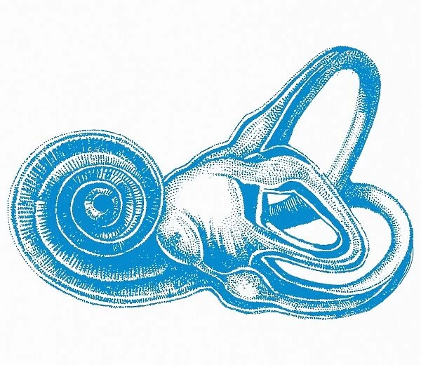 Inner ear, artwork. The cochlea (left) is a hollow spiral that contains