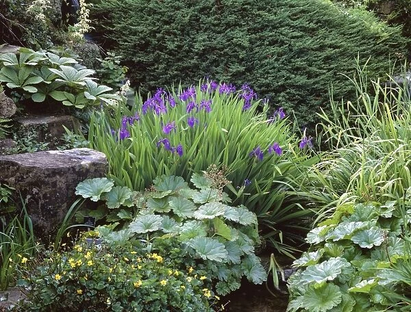 Japanese water iris