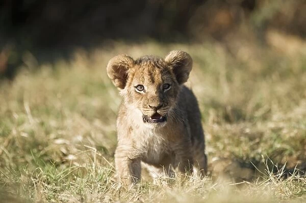 Lion cub (Panthera leo). Lions are found in the savannah