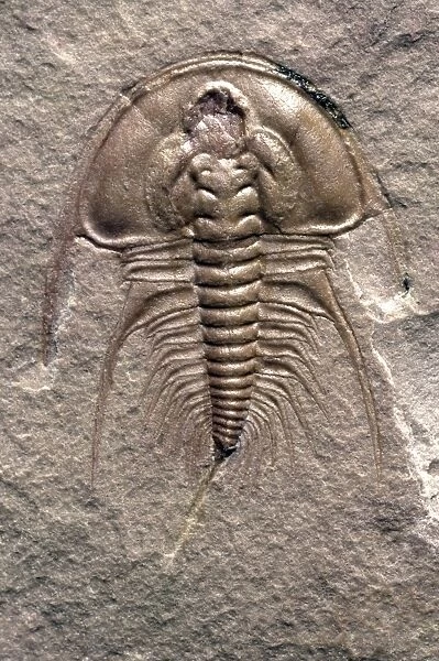 Olenellus gilberti trilobite fossil