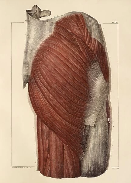 Pelvic-femoral muscles, 1831 artwork