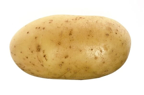 Potato (Solanum tuberosum). Pototoes are an underground part of the plant